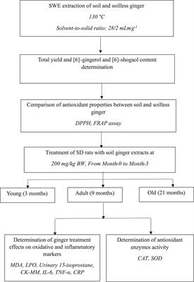 A subcritical water extract of soil grown Zingiber officinale Roscoe: Comparative analysis of antioxidant and anti-inflammatory effects and evaluation of bioactive metabolites